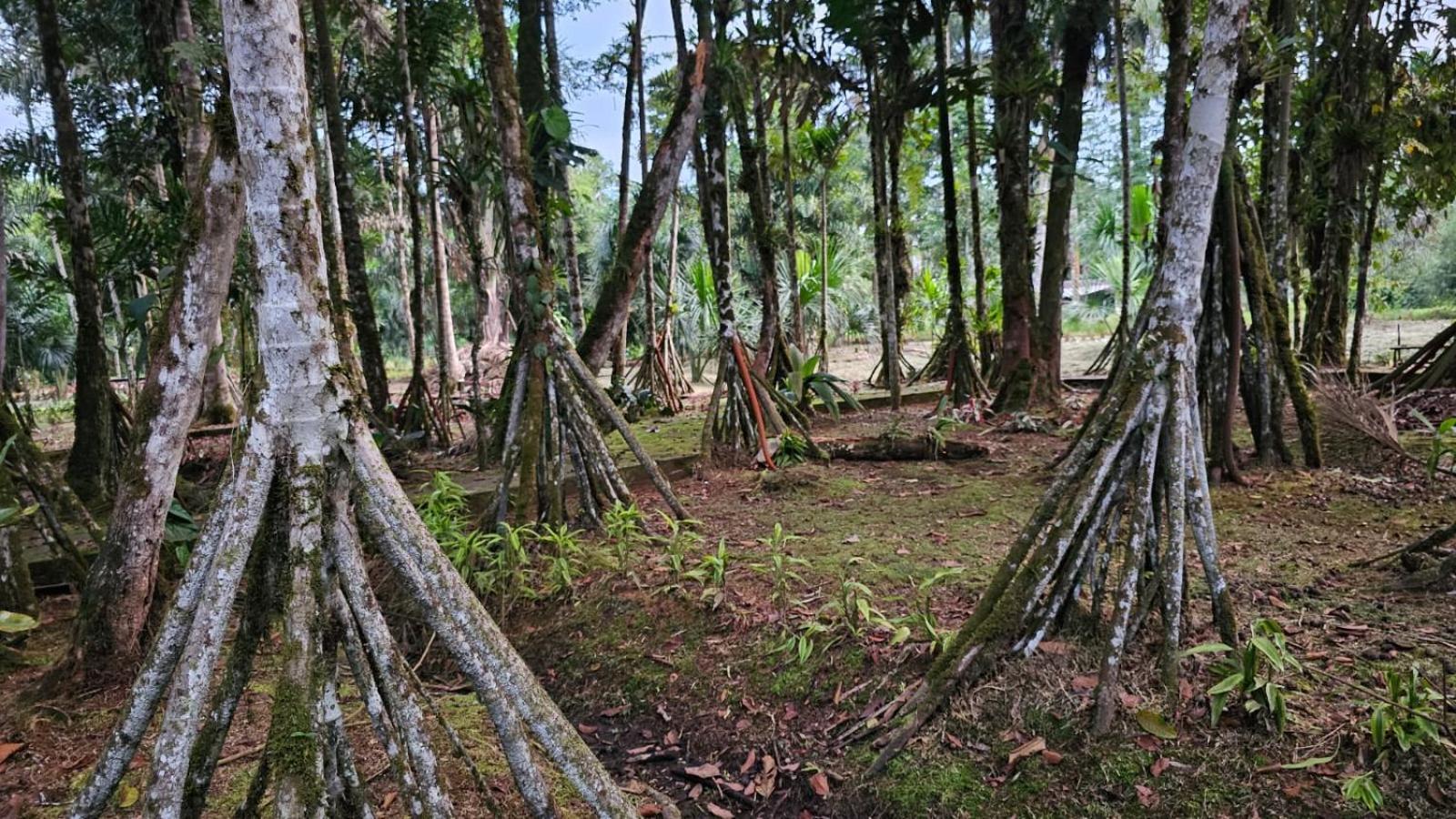 Hosteria Finca El Pigual Puyo Bagian luar foto