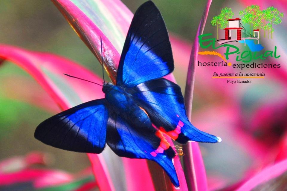 Hosteria Finca El Pigual Puyo Bagian luar foto